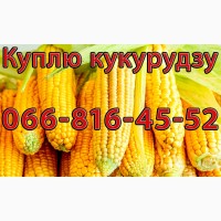 Куплю Кукурудзу Урожай 2024 дрібним та великим оптом