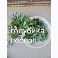 Голубика лесная