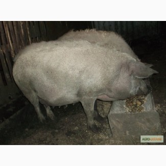 Продам 2 сімї свиней породи МАНГАЛ та МАНГАЛИЦЯ