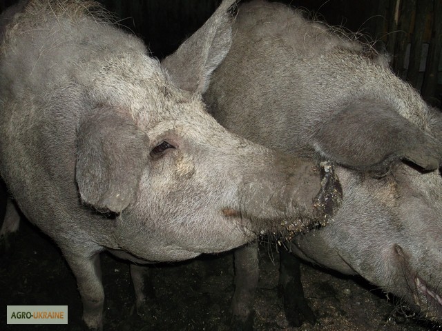 Фото 2. Продам 2 сімї свиней породи МАНГАЛ та МАНГАЛИЦЯ