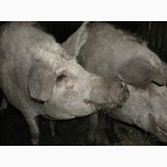Продам 2 сімї свиней породи МАНГАЛ та МАНГАЛИЦЯ