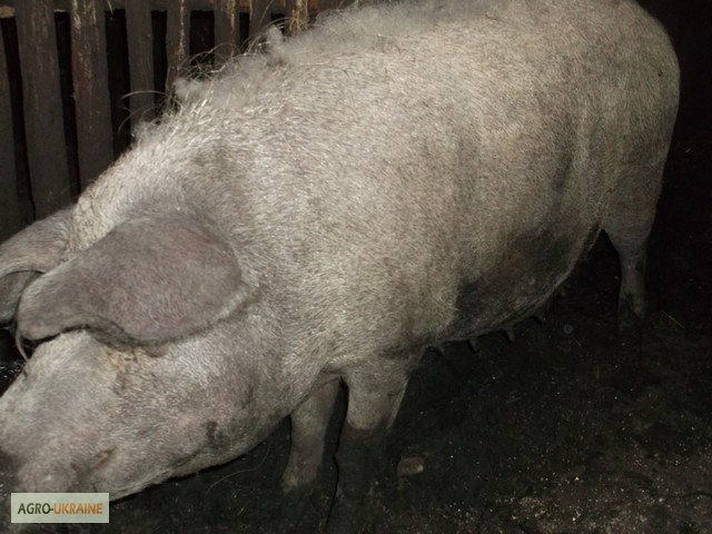 Фото 3. Продам 2 сімї свиней породи МАНГАЛ та МАНГАЛИЦЯ
