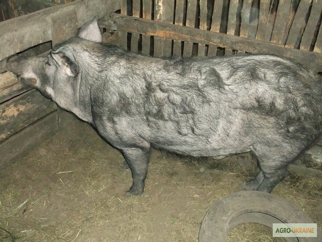 Фото 4. Продам 2 сімї свиней породи МАНГАЛ та МАНГАЛИЦЯ