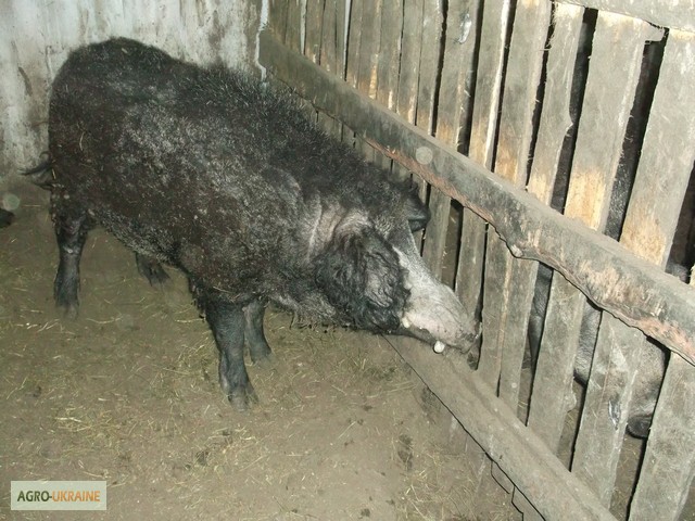 Фото 5. Продам 2 сімї свиней породи МАНГАЛ та МАНГАЛИЦЯ