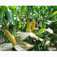 Продам насіння кукурудзи Гран 220