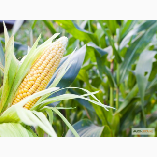 Семена кукурузы Лимагрейн - ЛГ3330