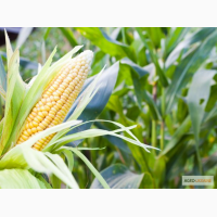 Семена кукурузы Лимагрейн - ЛГ3330