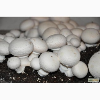 Продам грибы шампиньоны свежие