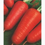 Семена овощей (огурцов, томатов, буряка, моркови, капусты, кабачков и др.)