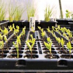 AgroGoods продажа средств защиты растений