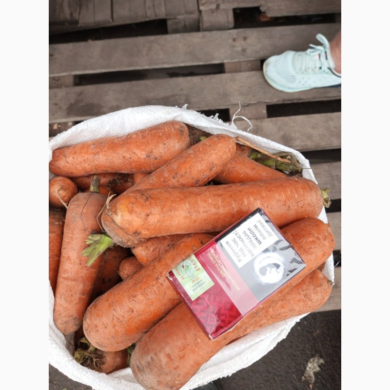 Фото 4. Продаём морковь хорошего качества