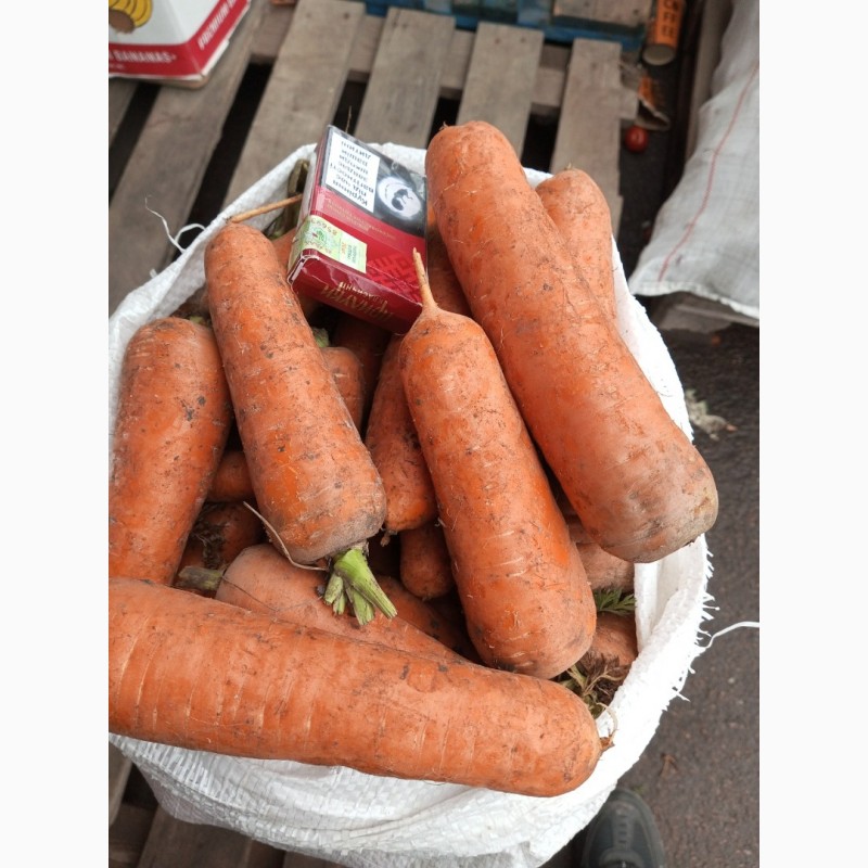 Фото 2. Продаём морковь хорошего качества