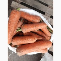 Продаём морковь хорошего качества