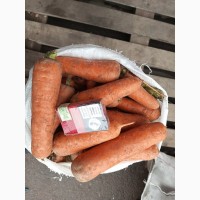 Продаём морковь хорошего качества