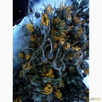Топінамбур висушений цвіт