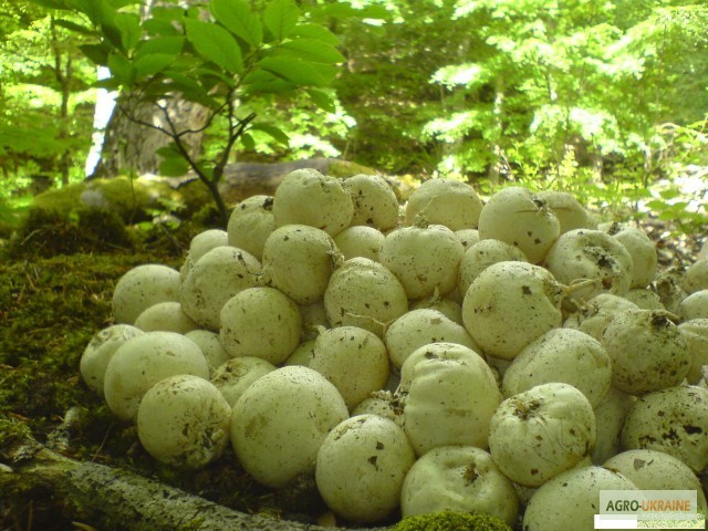 Фото 2. Настойка гриба веселка, гриб веселка, (панна)