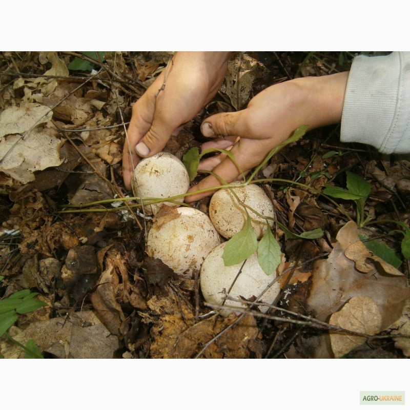 Фото 3. Настойка гриба веселка, гриб веселка, (панна)