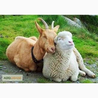 БВМД и Премикс для овец и коз (10%, 2, 5%)