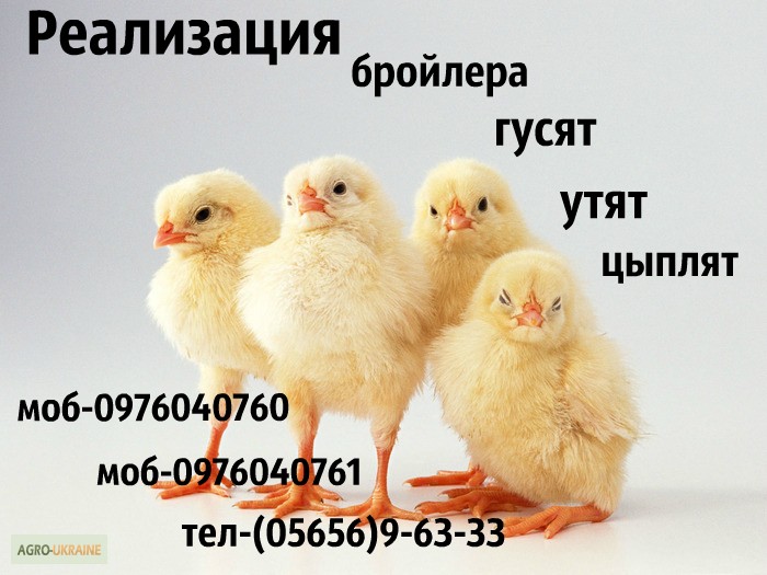 Продам суточных цыплят бройлера Кобб-500, Росс-708, цыплят мясояичних пород Ред бро, мастер