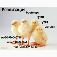 Продам суточных цыплят бройлера Кобб-500, Росс-708, цыплят мясояичних пород Ред бро, мастер