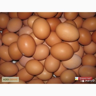 Продам Инкубационое яйцо