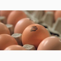 Яйцо инкубационное Кобб-500, Росс-308