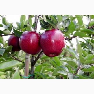 Саджанці яблунь для промилових та домашніх садів. Більше 30 сортів