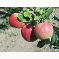 Саджанці яблунь для промилових та домашніх садів. Більше 30 сортів