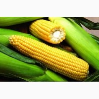 Семена Кукурузы G-Host (КАНАДА) урожай 2016 года