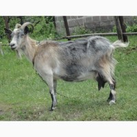 Зааненский козел, нубийский козел