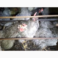 Курчата цыплята суточные и подросшие, яйцо инкубационное доминант D 107 D 959 D 159 D 104