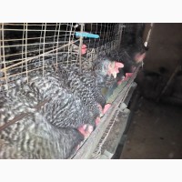 Курчата цыплята суточные и подросшие, яйцо инкубационное доминант D 107 D 959 D 159 D 104