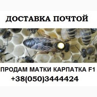 Пчеломатки Карпатка F 1 Доставка с Мукачево Новой Почтой