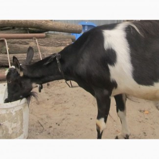Продам кози, 3 роки, дійні, 5 літрів молока, ціна договірна