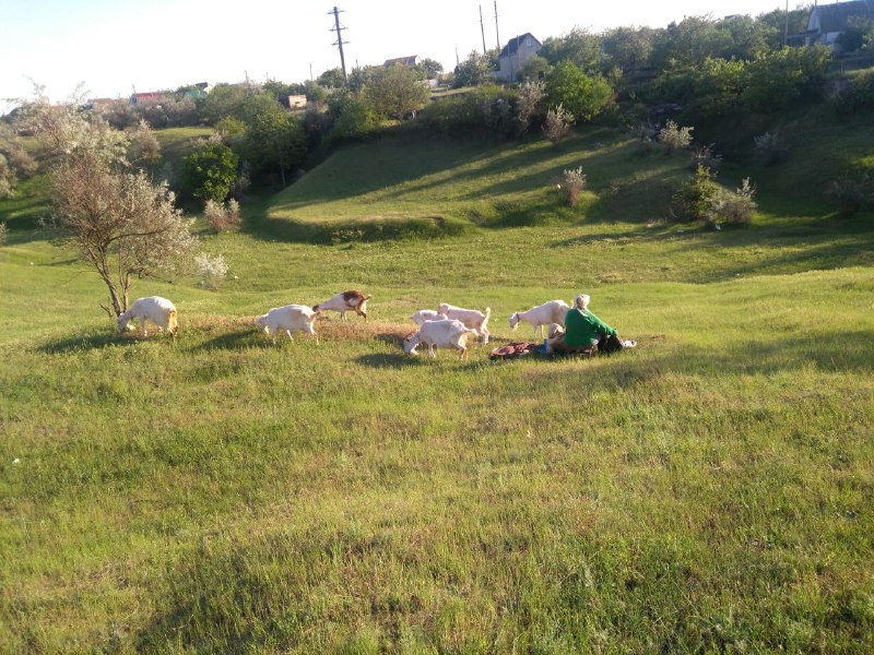Фото 4. Козлик безрогий Зааненский белый - продам козла зааненской породы Николаев, Украина