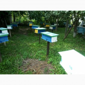 Продам пчелиные матки Карпатской породы 2021г. меченные, плодные