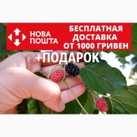 Шелковица чёрная семена 20 шт для саженцев тутовое дерево (шовковиця насіння)