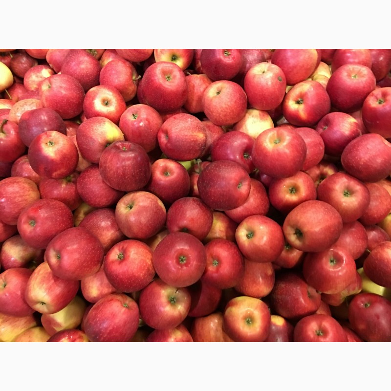 Яблоки с садов Польши, компания Fruitland pl