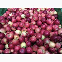 Яблоки с садов Польши, компания Fruitland pl