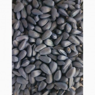 Семена Канадский трансгенный гибрид масличный подсолнечник JAEGER F 369