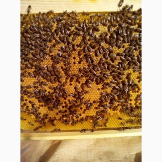 Пропоную бджолопакети на 2022 рiк