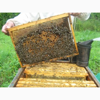 Продам пчел