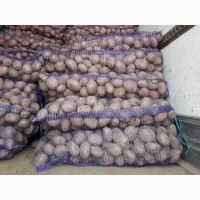Продати продовольчу картоплю, сортів ВЕКТОР, БРИЗ, БЕЛИЕ РОСИ