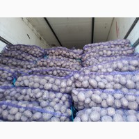 Продати продовольчу картоплю, сортів ВЕКТОР, БРИЗ, БЕЛИЕ РОСИ