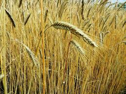 Фото 3. Купуємо пшеницю.Можливий вивіз з господарства, поля, елеватора