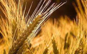 Фото 4. Купуємо пшеницю.Можливий вивіз з господарства, поля, елеватора