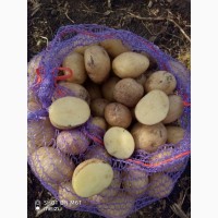 Продам молодой картофель 4-6 см