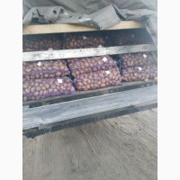 Картофель с доставкой в Украину