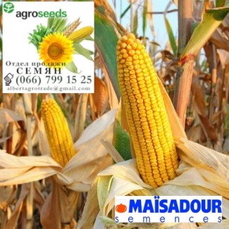 Гибрид кукурузы MADIVO. Агротрейд/Agroseeds