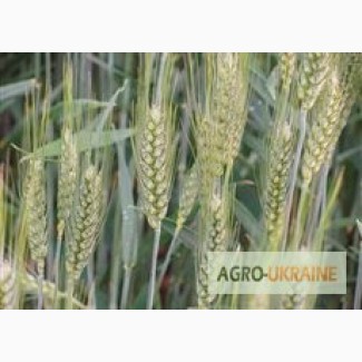 Семена озимой австрийской пшеницы сорт МИДАС. 1 репродукция